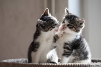 一对黑白色小猫可爱图片 3888x2592像素